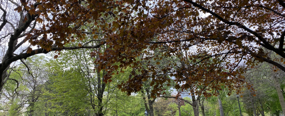 A large tree with copper coloured leaves spreads over a park lawn where people sit on the grass, with an equestrian statue and lamp posts along a path behind