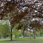 A large tree with copper coloured leaves spreads over a park lawn where people sit on the grass, with an equestrian statue and lamp posts along a path behind